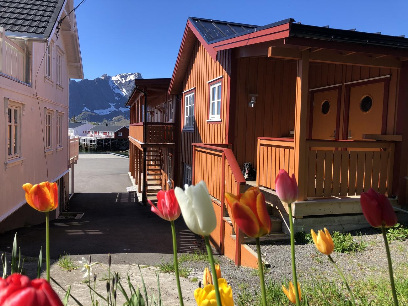 Leilighet Standard - hundevennlig